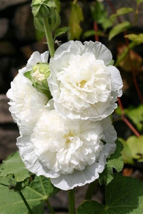 Find out what's in bloom at brooklyn botanic garden and see stunning photos of flowering plants. 25 Rare Double White Hollyhock Seeds Perennial Giant ...