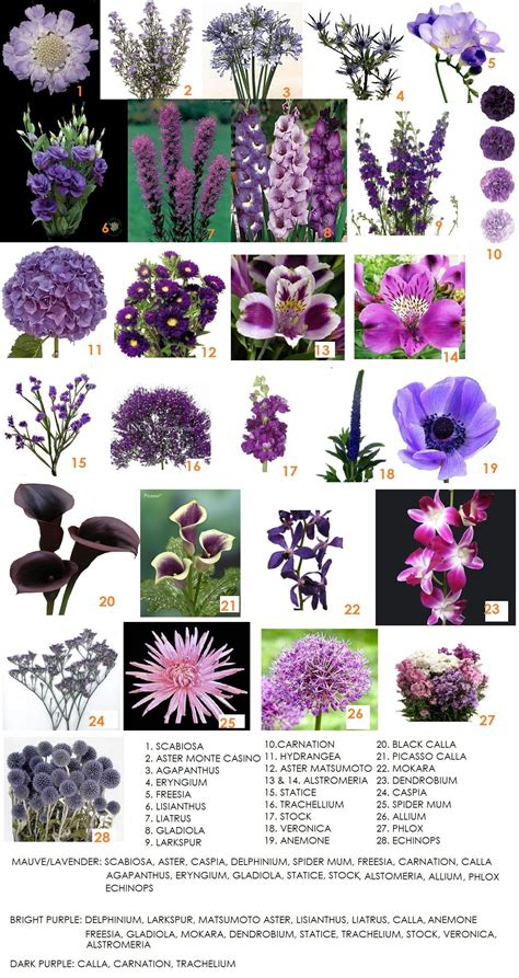 Names For Purple Flowers Transborder Media