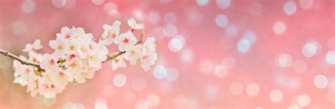 Hd Wallpaper Cherry Blossoms Spring Bokeh Banner Header Landscape