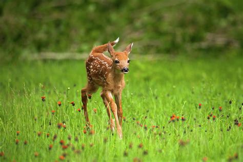 Whitetail Deer Fawn In Field Of Indian Photograph By Jimkruger Fine