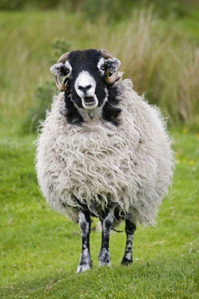 Pin On Sheepledesign