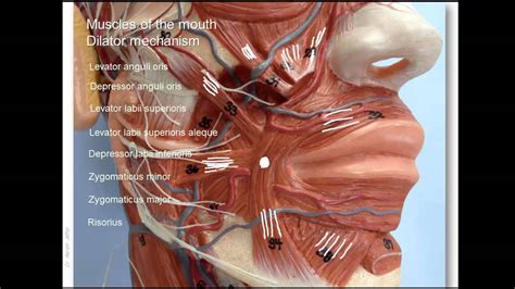 Anatomy Of Lower Facial Muscles Youtube