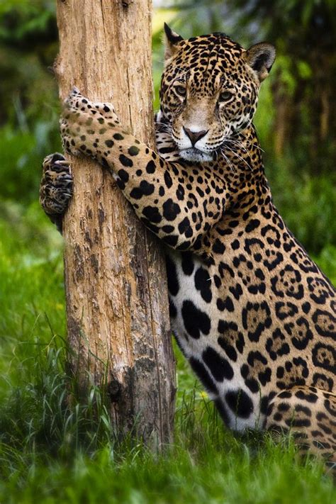 Best 25 Big Cats Ideas On Pinterest Panther Jungle
