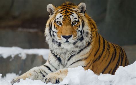 Picture Of The Siberian Tiger Peepsburghcom