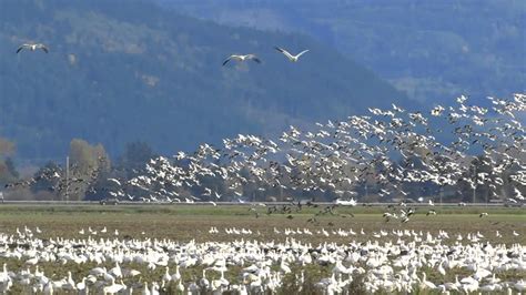 Snow Geese At Skagit Valley Wa 4 Youtube