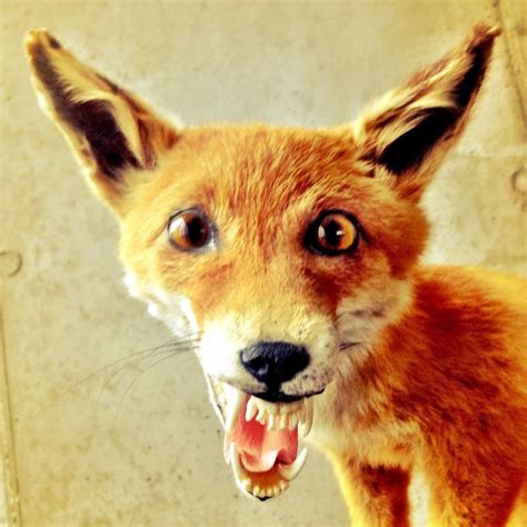 Bad Taxidermy Fox 