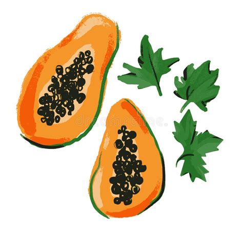 Papaya Fruits Vector Illustration Drawing Fruit Isolated On White