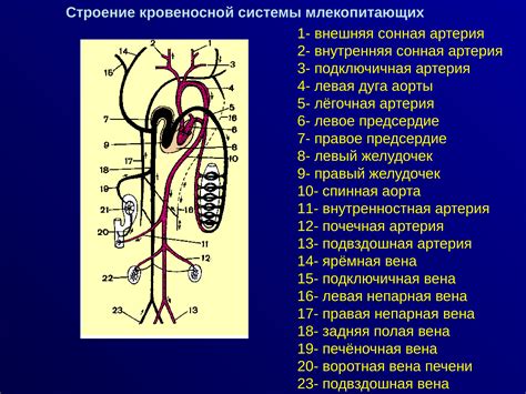 Кровеносная система млекопитающих схема Кровеносная система