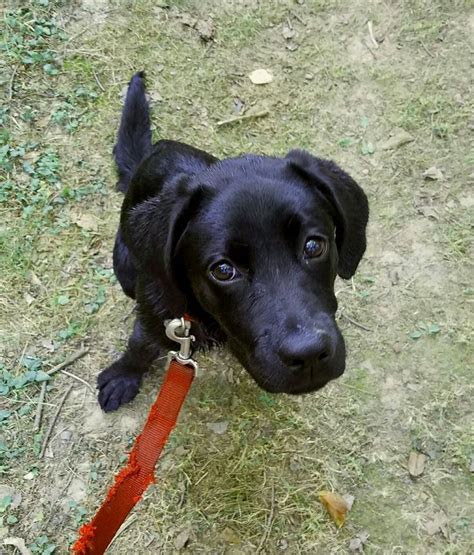 Lu's labs will contact the veterinary reference and personal references listed on your application for adoption. Best 25+ Cheap puppies for sale ideas on Pinterest | Cheap ...