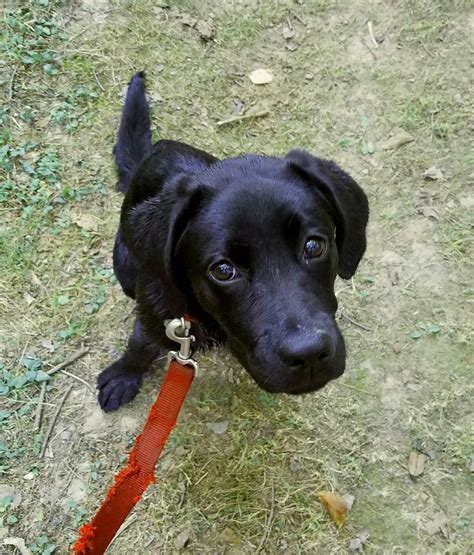 Lu's labs will contact the veterinary reference and personal references listed on your application for adoption. Best 25+ Cheap puppies for sale ideas on Pinterest | Cheap ...