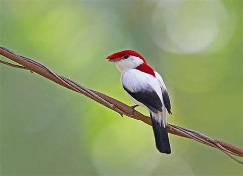 Araripe Manakin Antilophia Bokermanni And Endangered Bird From Brazil