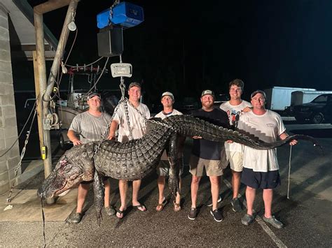 All Hands On Deck 500 Pound Alligator Caught During Alabama Hunting Season