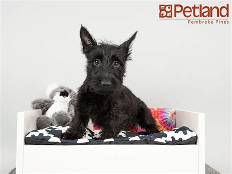 Petland pensacola has scottish terrier puppies for sale! Petland Florida has Scottish Terrier puppies for sale ...