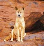 Dingo Ou Chien Sauvage D Australie Chien Sauvage D Australie