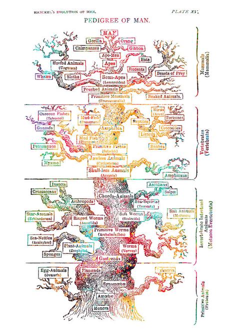 Haeckels Evolution Of Man Digital Art By Erzebet S Fine Art America