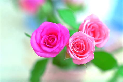 Pink Rose Flower Wallpapers Wallpaper Cave