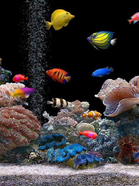 Free Download 1680x1050 Aquarium Desktop Pc And Mac Wallpaper