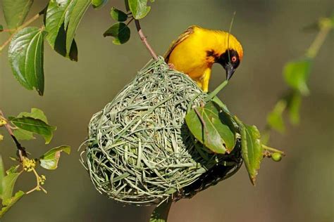 Bird Nests Guide Types And Interesting Facts Nature Roamer