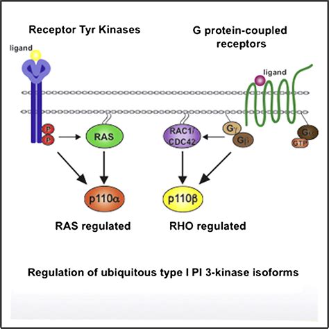Ras And Rho Families Of Gtpases Directly Regulate Distinct
