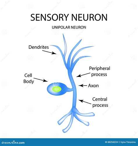 La Estructura De La Neurona Sensorial Infografía Ejemplo Del Vector En