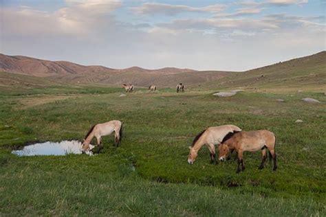 Khustai National Park Mongolia Travel Experience Post Guide Blog