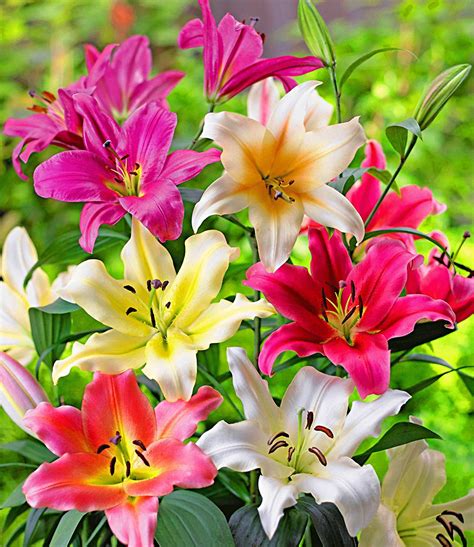 Orientalische lilien sind liebhabersorten, die mit atemberaubender schönheit und himmlischem duft verzaubern. Baum-Lilien-Mix Just Pretty: 1A-Blumenzwiebeln | BALDUR-Garten