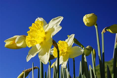 Check spelling or type a new query. Blue Sky Spring Bright Daffodils Flowers Photograph by ...
