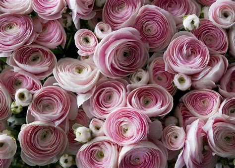 15 Flowers That Look Like Roses 🌹 🔍 Discovering Doppelgangers In The