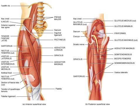 You'll learn about the muscles, bones, and other structures of each area of the leg. Quadriceps Muscle Anatomy Quadriceps Muscle Anatomy ...
