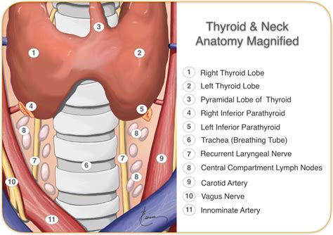 Minimally Invasive Thyroidectomy Larian Md
