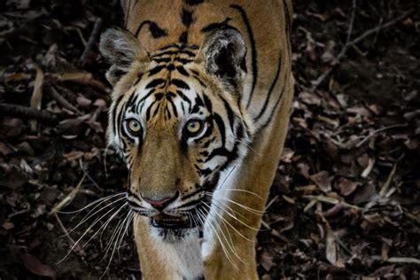India Bandhavgarh Tiger Safari Bandhavgarh National Park