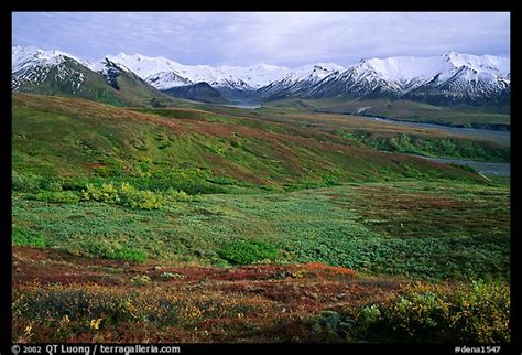 Picturephoto Tundra And Alaska Range Near Eielson Denali National Park