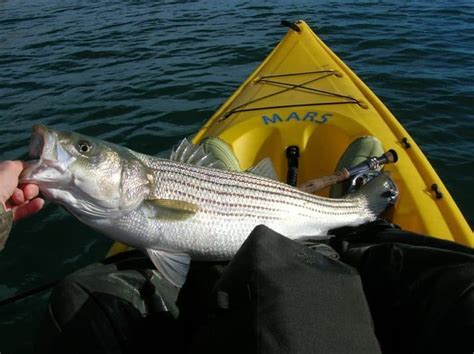 Beginners Guide How To Catch Freshwater Striped Bass Kayak Bass