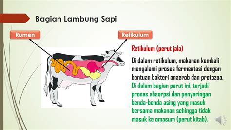 Bagian Tubuh Sapi Dan Fungsinya