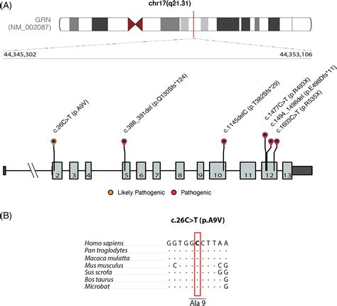 GRN Mutations Are Associated with Lewy Body Dementia | PDBP