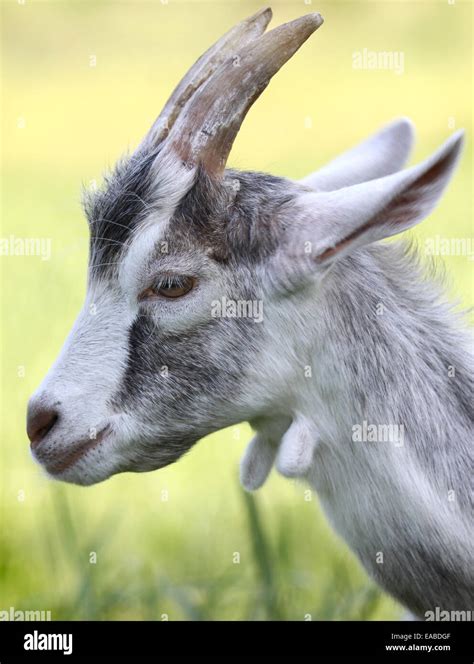 Side View Of Goat Head Against Green Background Stock Photo Alamy