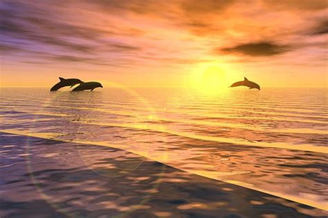 Free 20 Best Dolphin Desktop Wallpapers In Psd Vector Eps