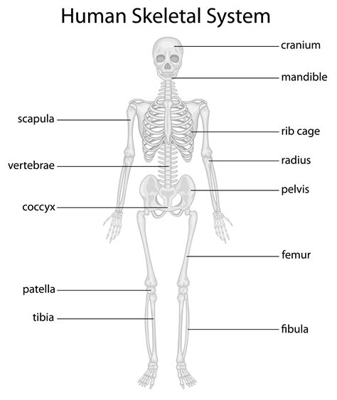 Major Bones In The Human Body Worksheet Muscular System Diagram Not