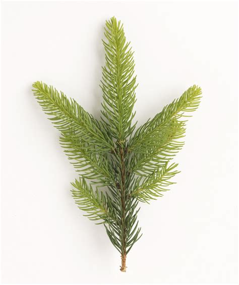 Columnar norway spruce picea abies 'cupressina'. Columnar Norway Spruce