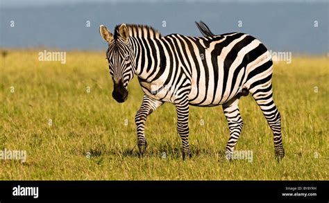 African Zebra Stallion Stock Photo Alamy