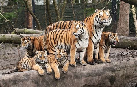 Familie Tiger Bei Hagenbeck Foto And Bild Tiere Zoo Wildpark
