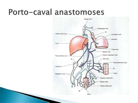 Clinical Anatomy Of Abdominal Cavity презентация онлайн