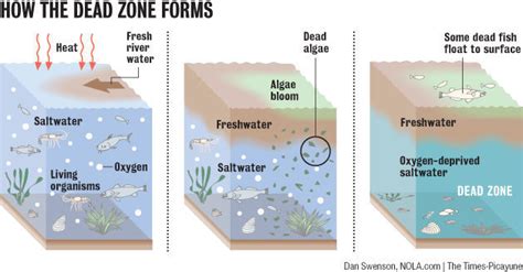 What Is A Marine Dead Zone Marie Dead Zones