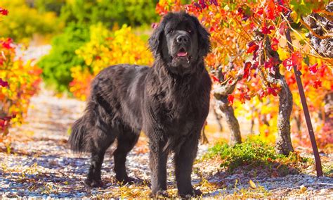 Newfoundland Breed Characteristics Care And Photos Bechewy