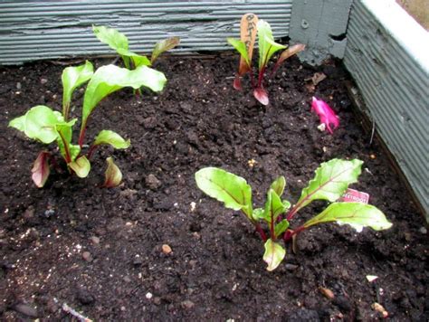 How To Grow Beetroot From Beet Seeds In Containers Dengarden