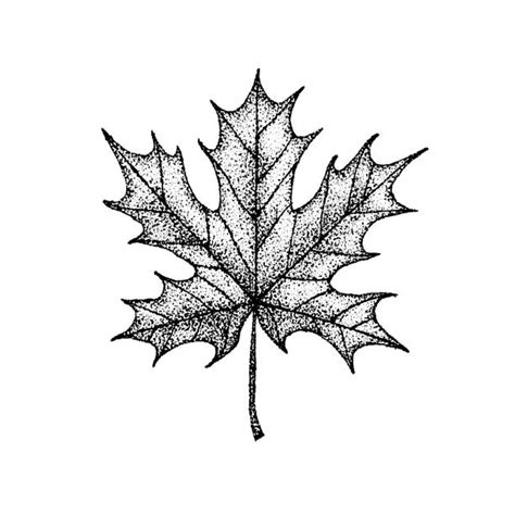 Maple Leaves Tattoo Drawing Illustrations Royalty Free Vector Graphics