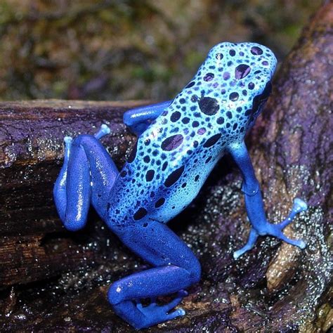 Poison Dart Frog Poison Dart Frogs Blue Poison Dart Frog Dart Frog