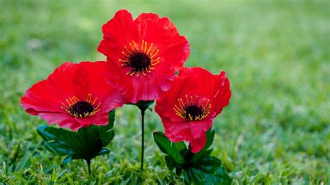 She really need not blame herself for how things played out between abigail and donovan. Woman finds out the real meaning behind the 'ANZAC Poppy'