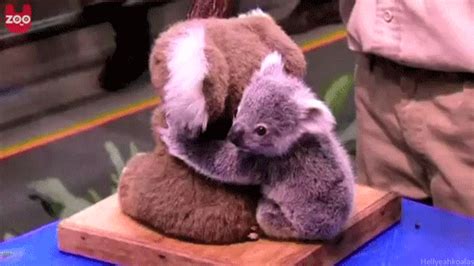Koala Bear Want  Find And Share On Giphy