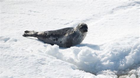 graphic seals shot brutally beaten during canadian seal hunt huffpost